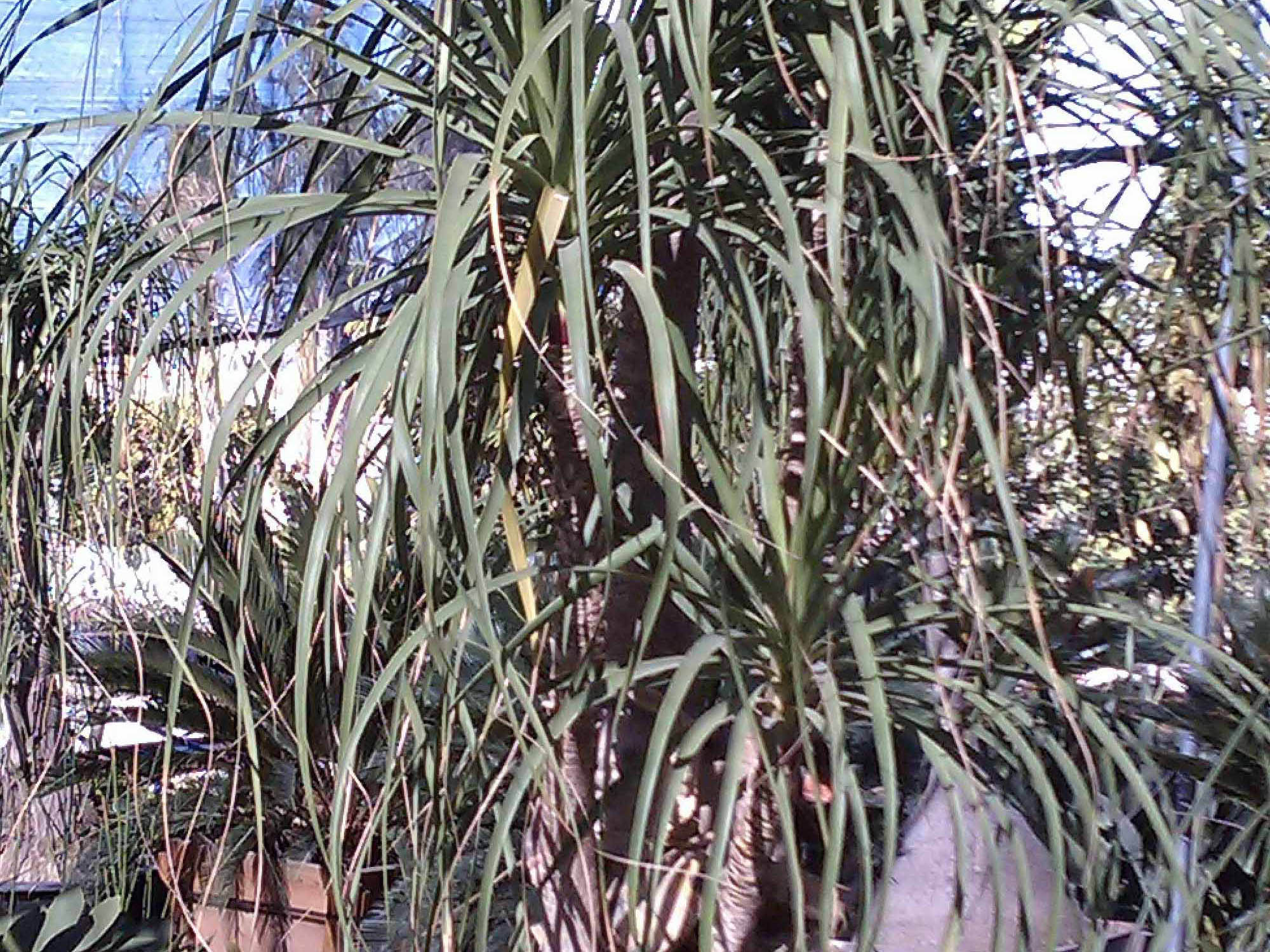 Beaucarnia recurvata (Ponytail palm or Bottle palm)